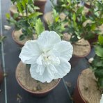Ibištek sýrsky (Hibiscus syriacus) ´WHITE CHIFFON´® - výška 40-60 cm, kont. C3L